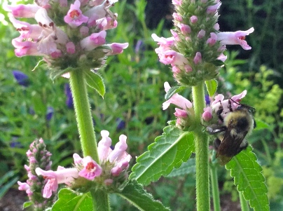 Stachys officinalis Pink Cotton Candy with bee - pixieperennials@gmail.com