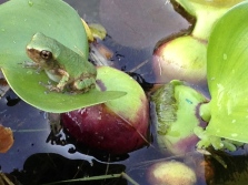 Frog pond - pixieperennials@gmail.com