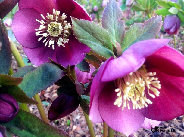 Hellebores are one of the easiest long blooming perennials you can grow.