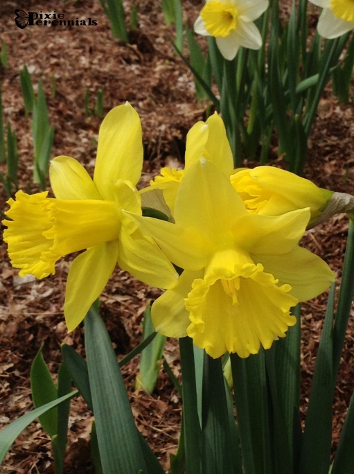 Daffodil - pixieperennials.com