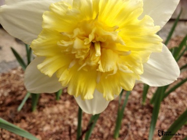 Daffodil - pixieperennials.com