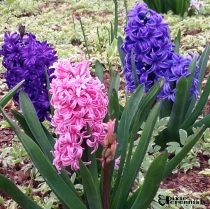 Hyacinth - pixieperennials.com