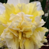 Daffodils 2014 - pixieperennials.com