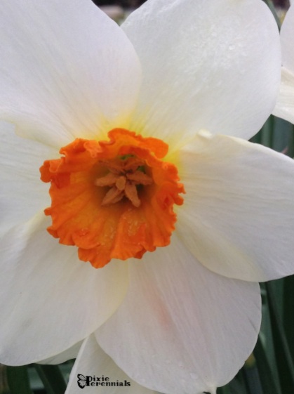 Daffodils 2014 - pixieperennials.com