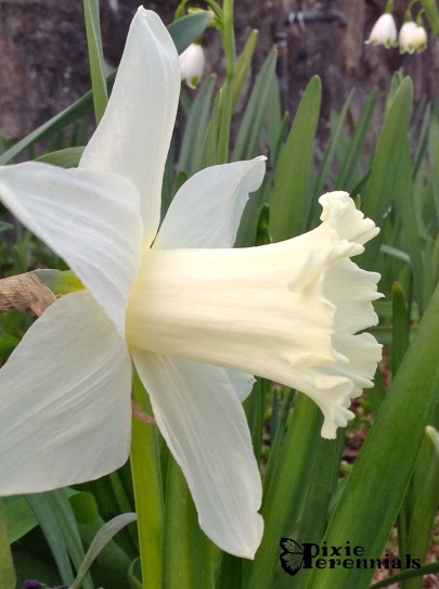 Daffodil 2014 - pixieperennials.com