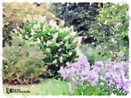 Tardiva hydrangea and aster by vegetable garden - September 2014 - pixieperennials.com#Waterlogue