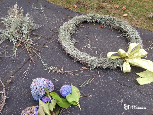 Hydrangea & Artemisia wreath in the making. - pixieperennials.com