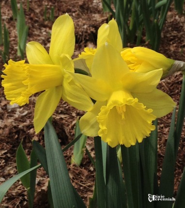 Daffodil - pixieperenials.com